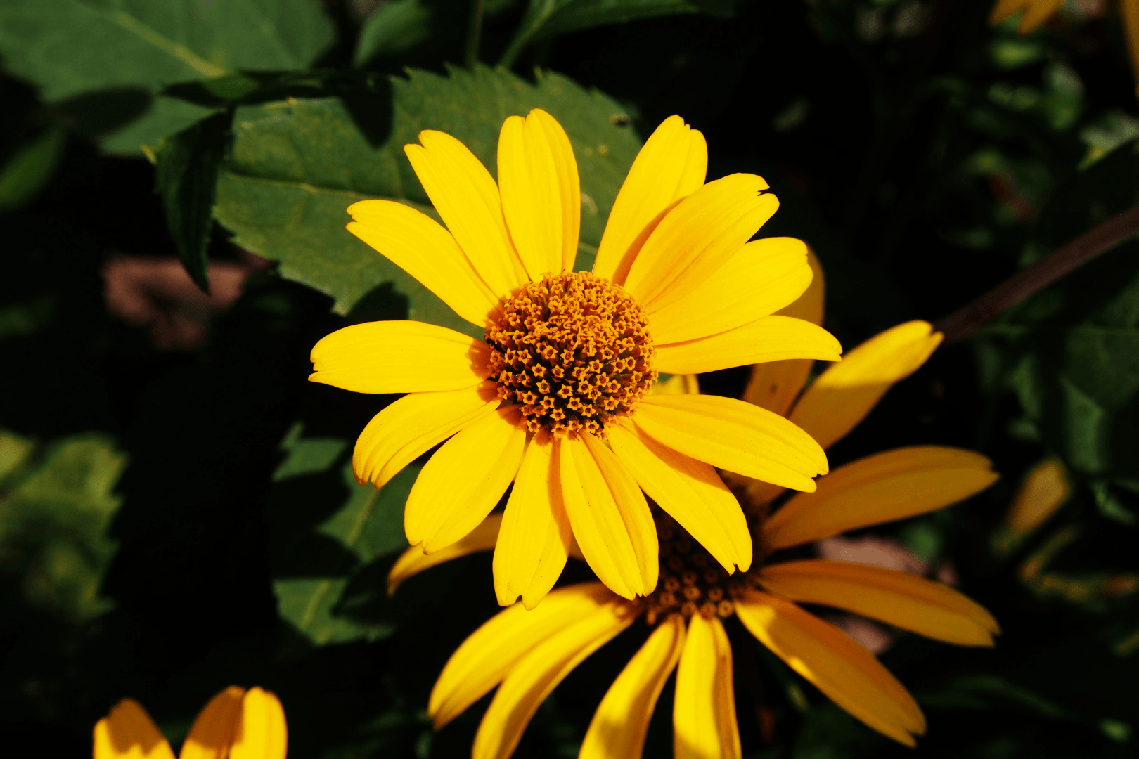 Arnika Hautreinigend Pferde